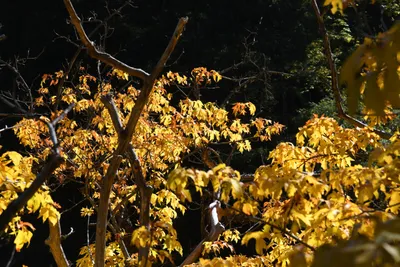 DSC_6464 (Large).JPG